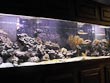 salt water fish tank